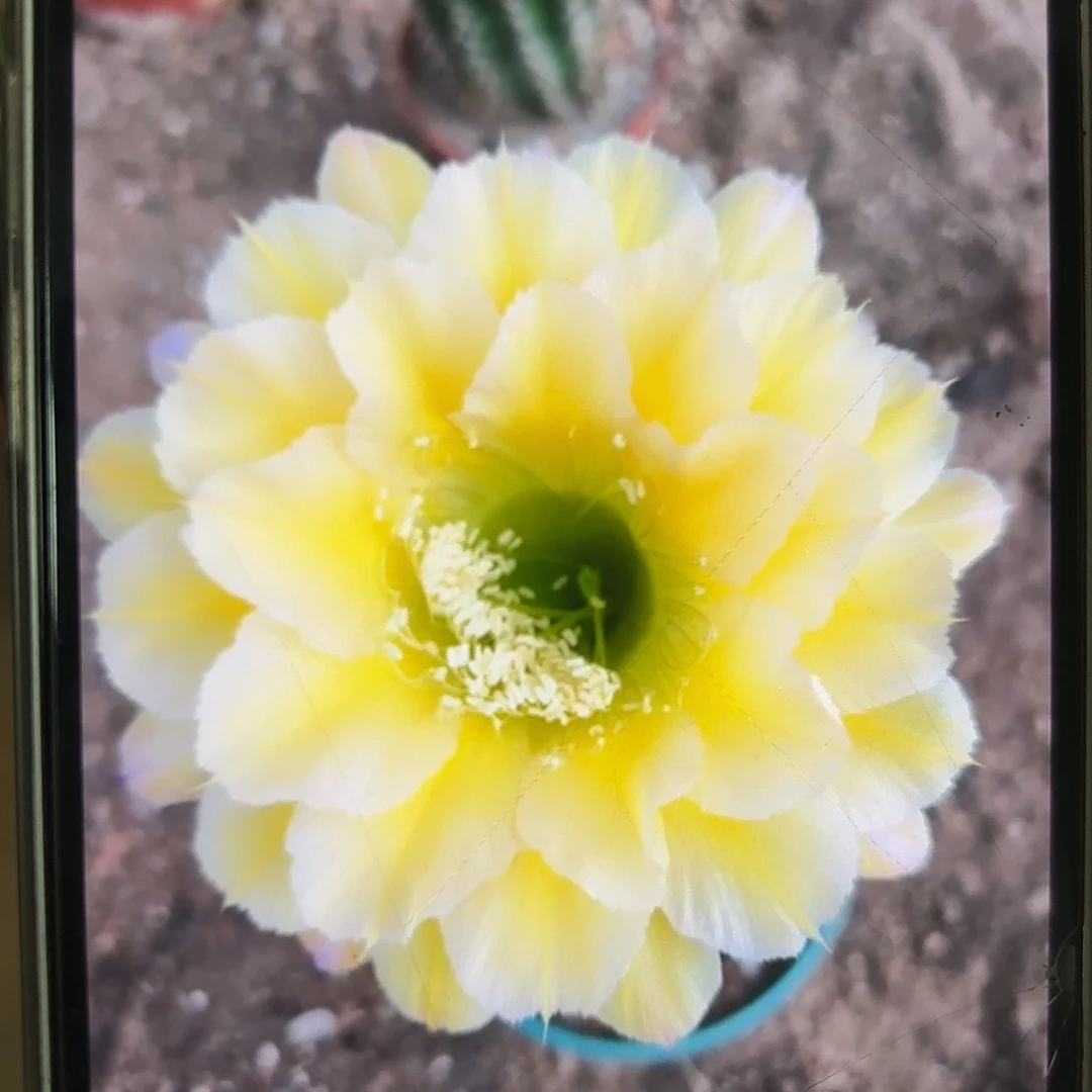 彩草黄白6号6公分左右