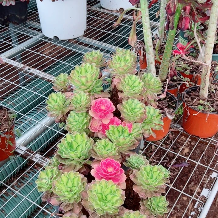 韶华花脸多肉法师