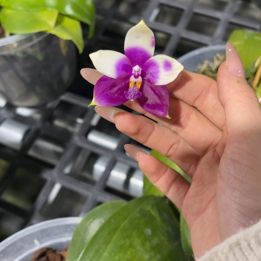 完全开放柳林3501