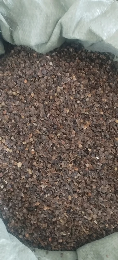 散装荞麦壳5斤产地直发