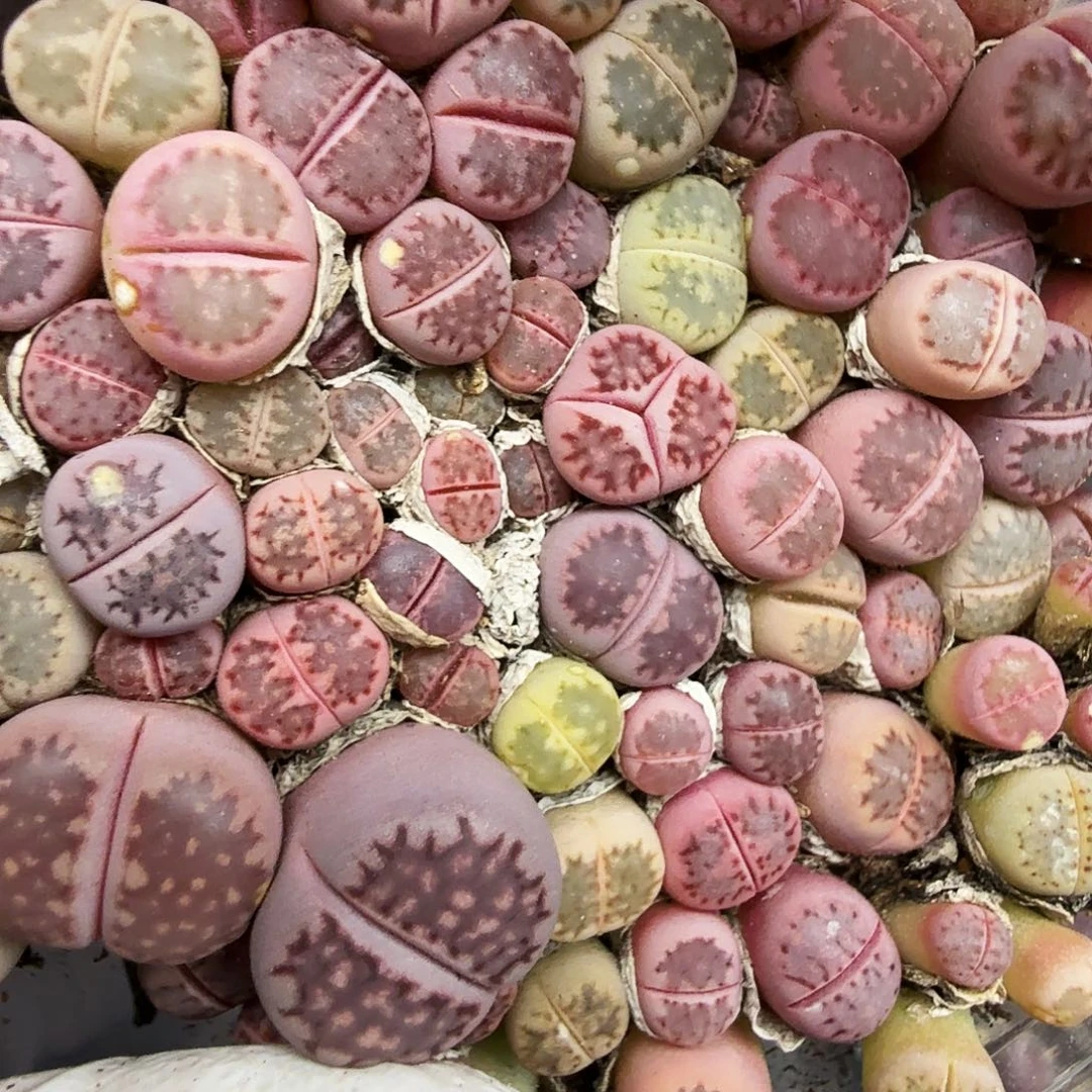 是一个不想被爱包围了231你