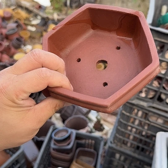 这一期太有意思咯好棒哦真的