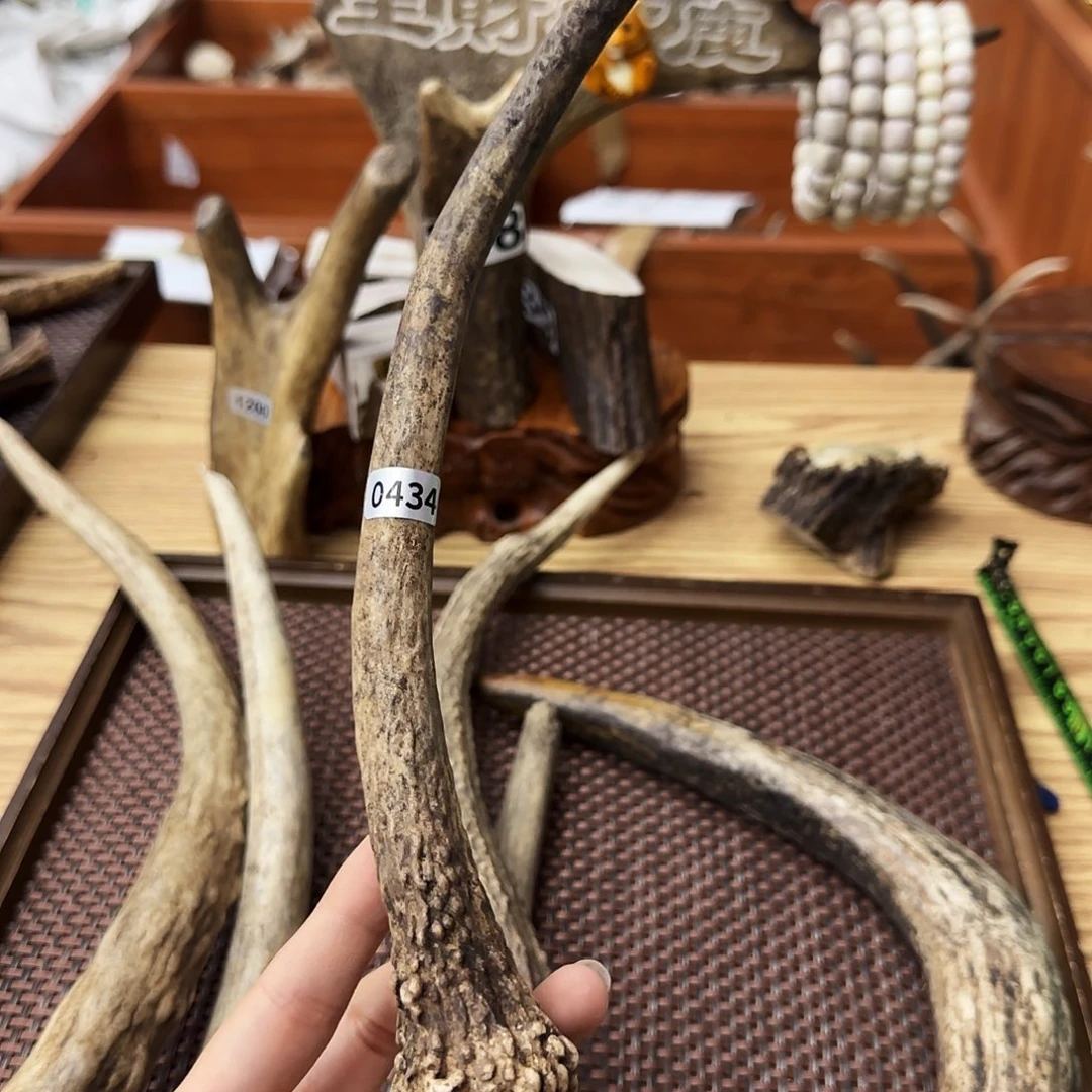 鹿骨手串/手链0434梅花鹿独角13.5cm