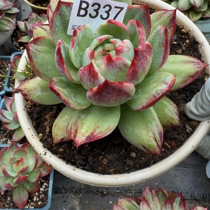 惊鸿仙子 337........