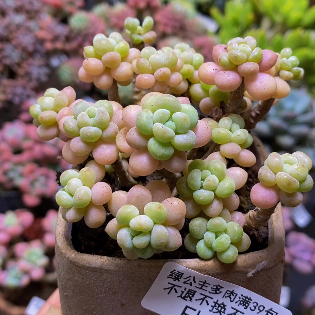 075鱼子酱8cm多肉
