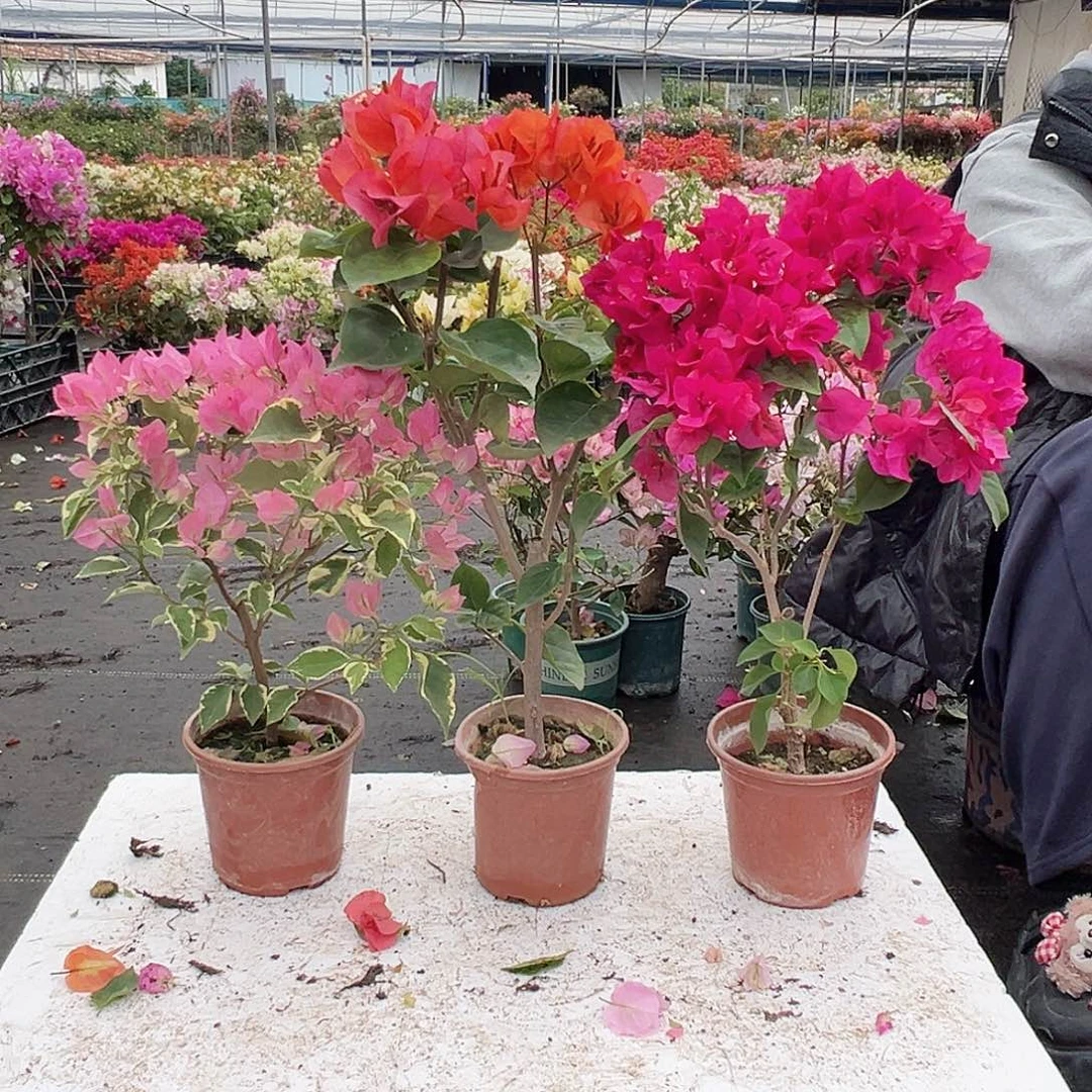 大部分花苞少量开放蜡染粉，宝老橙，黑玫瑰组合