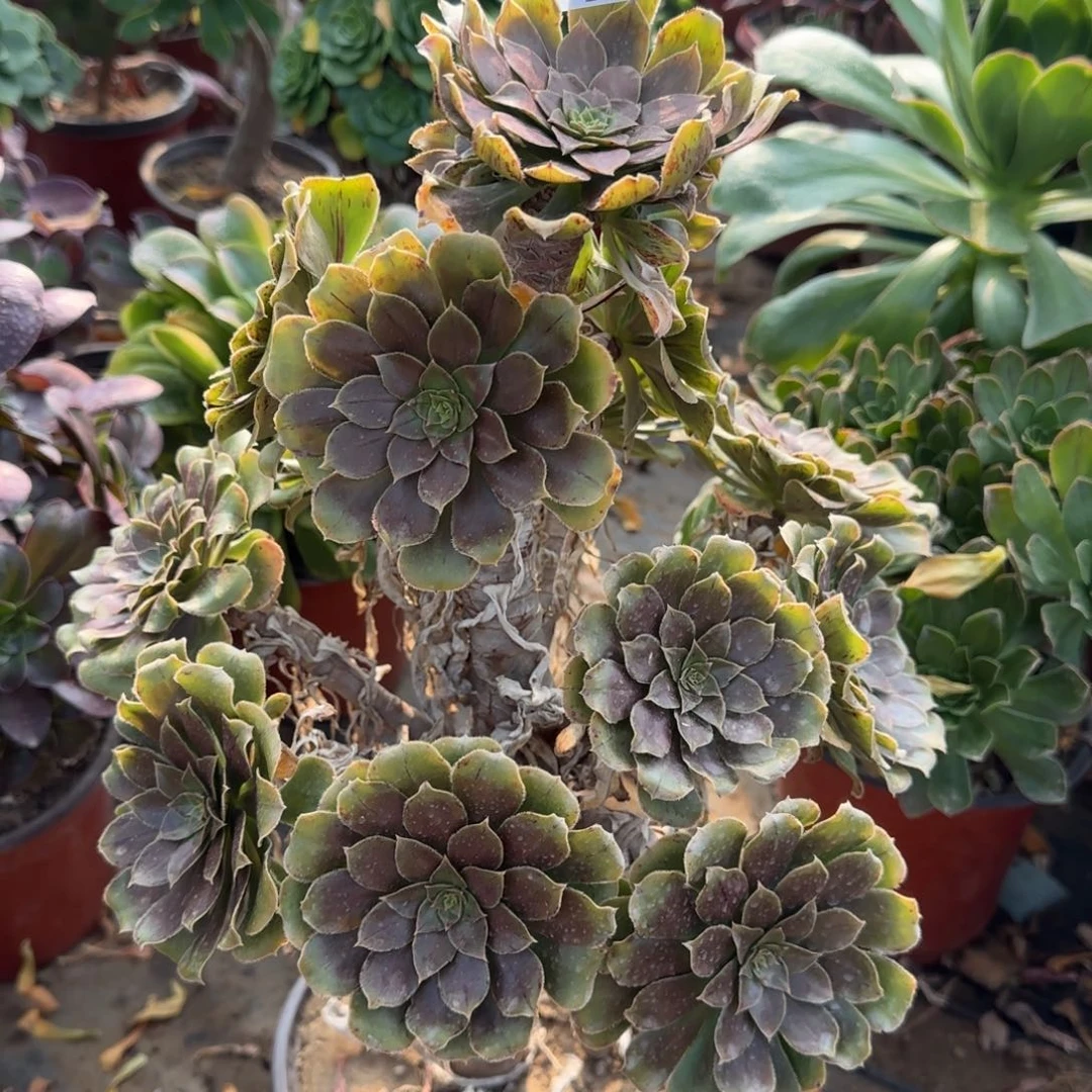 金缕多肉754满28包邮断枝不包