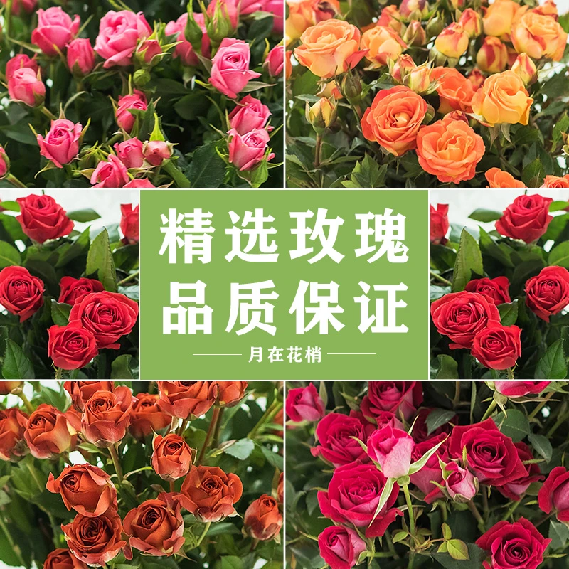 【爆款鲜花单品】鲜花玫瑰云南昆明基地鲜花生活鲜切花新手好养
