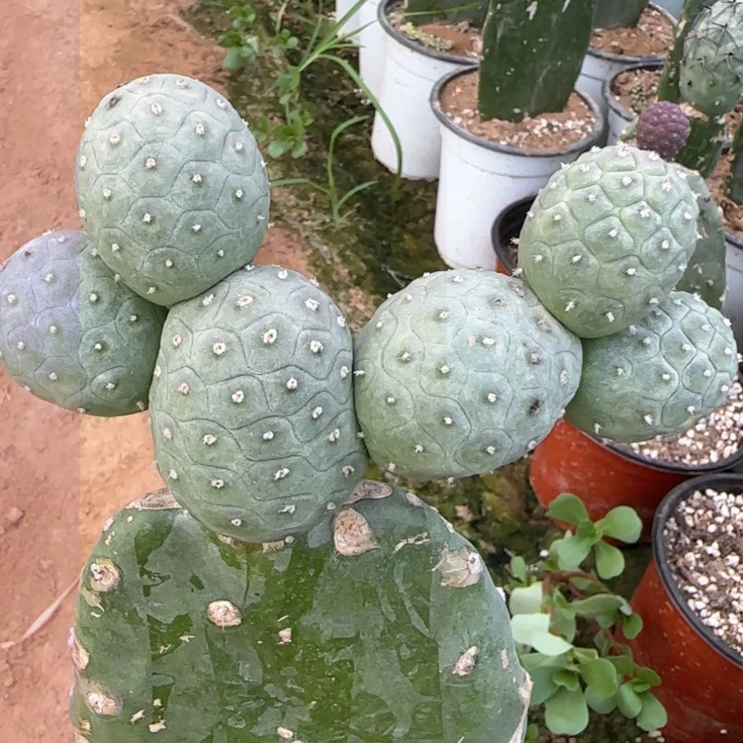 【闪购商品】无花朵六头绿波纹306