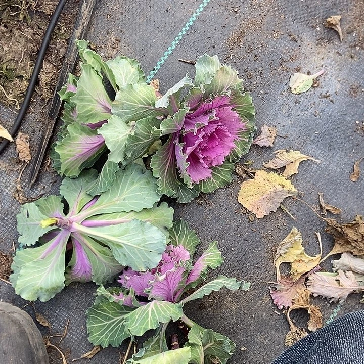 羽衣甘蓝砍头没有很15个