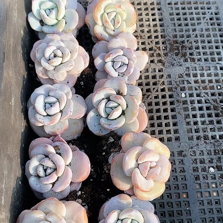 请***叻19-80好一物一拍雪莲