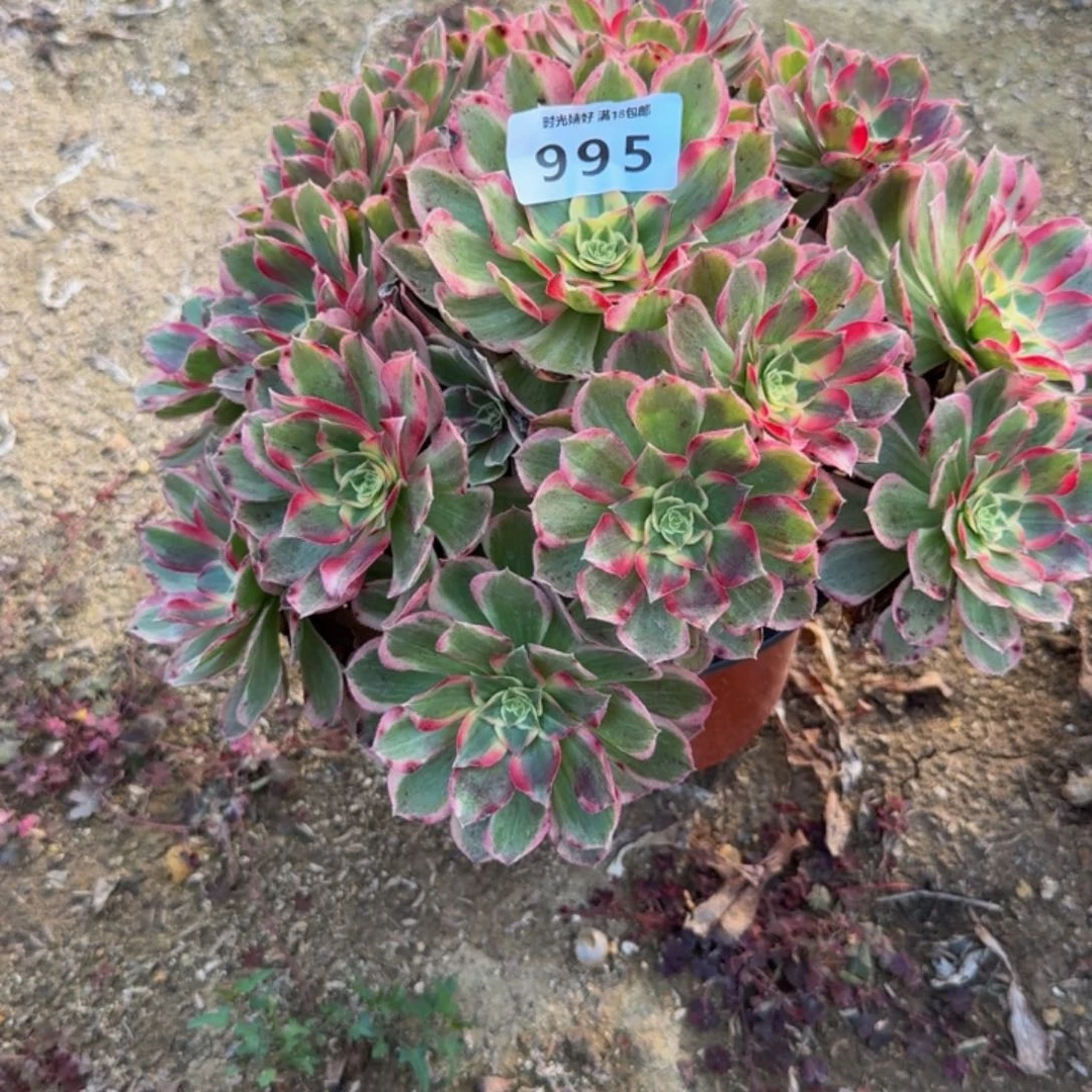 995玉芙蓉。多肉植物