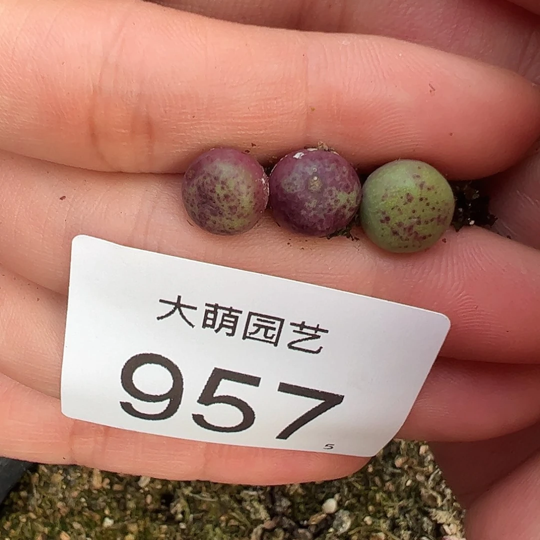 0000957量拍紫红嘴3颗尺寸小