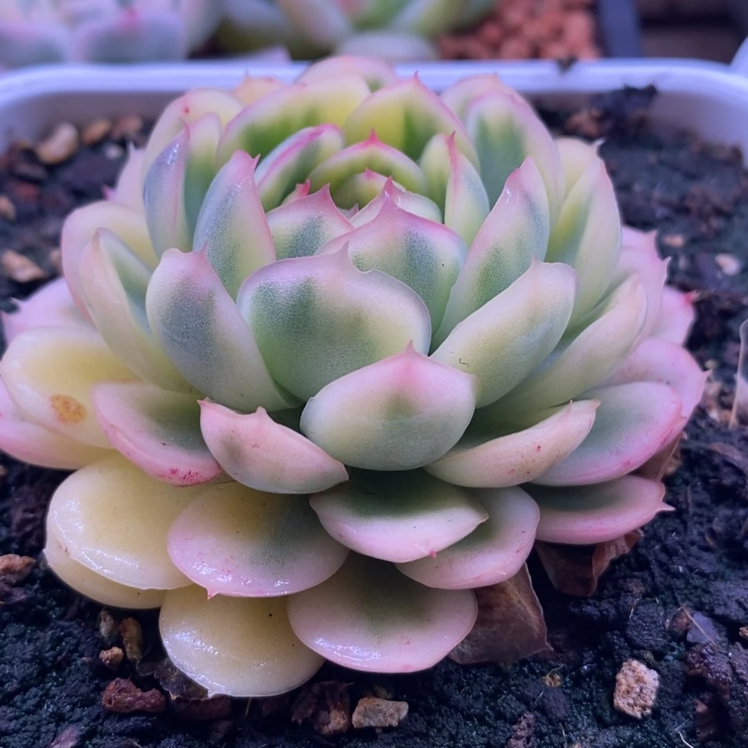 岁***?岁月静好 多肉植物