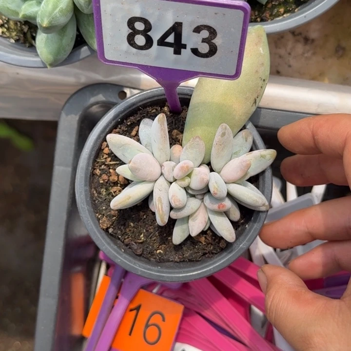 多肉植物企鹅群843