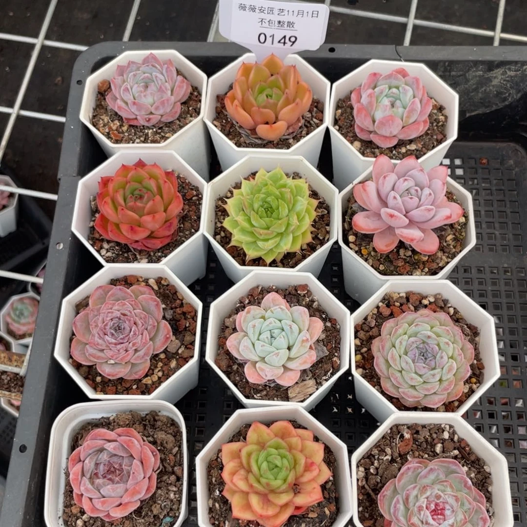 不包整散 盆子不售后0149