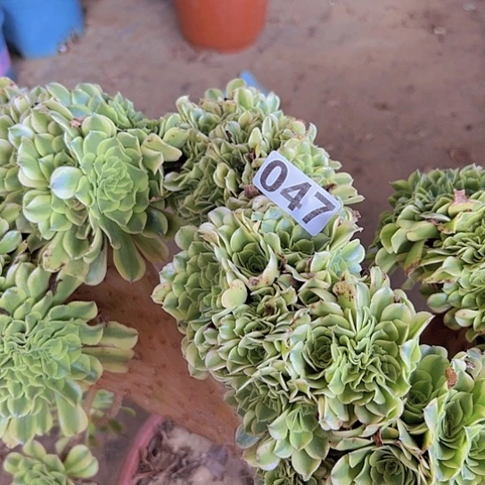 江***南多肉植物一个绿豆沙