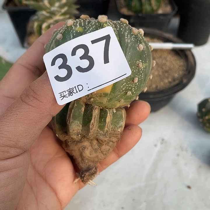 草球嫁接337号琉璃兜锦