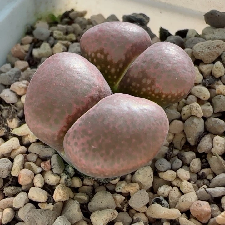 多肉植物风铃一颗11号