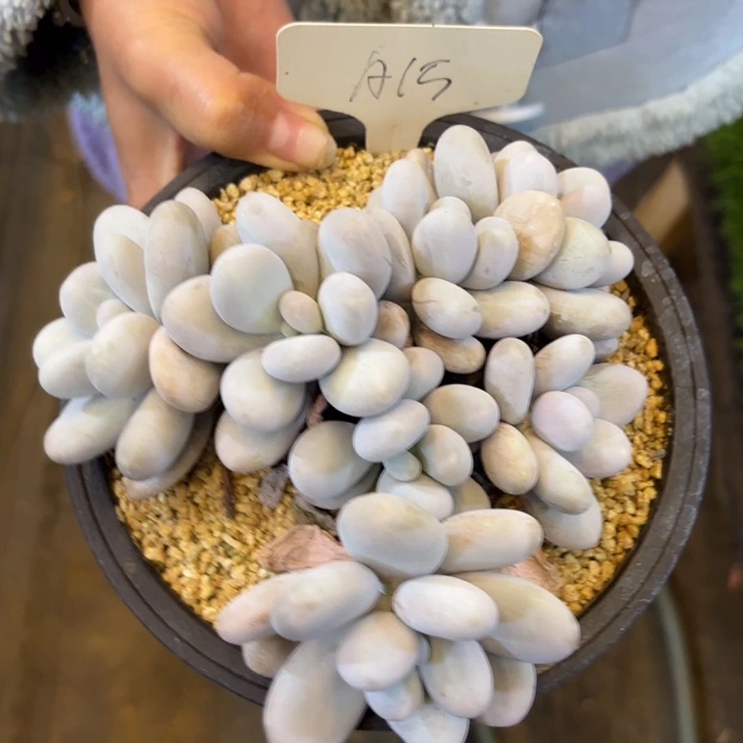 巧***铁云南金致家精品多肉