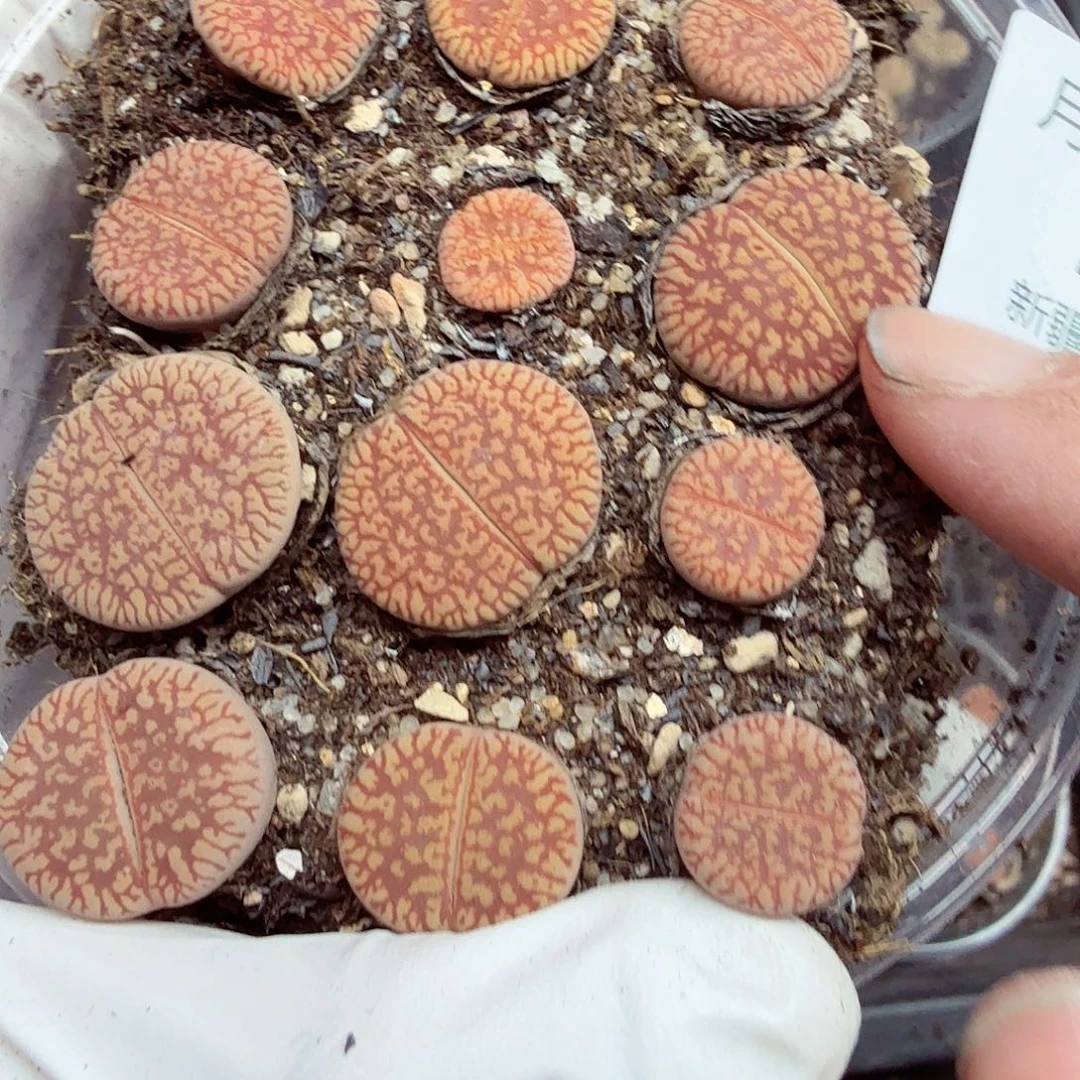 这个点睡一回是为了睡懒着739