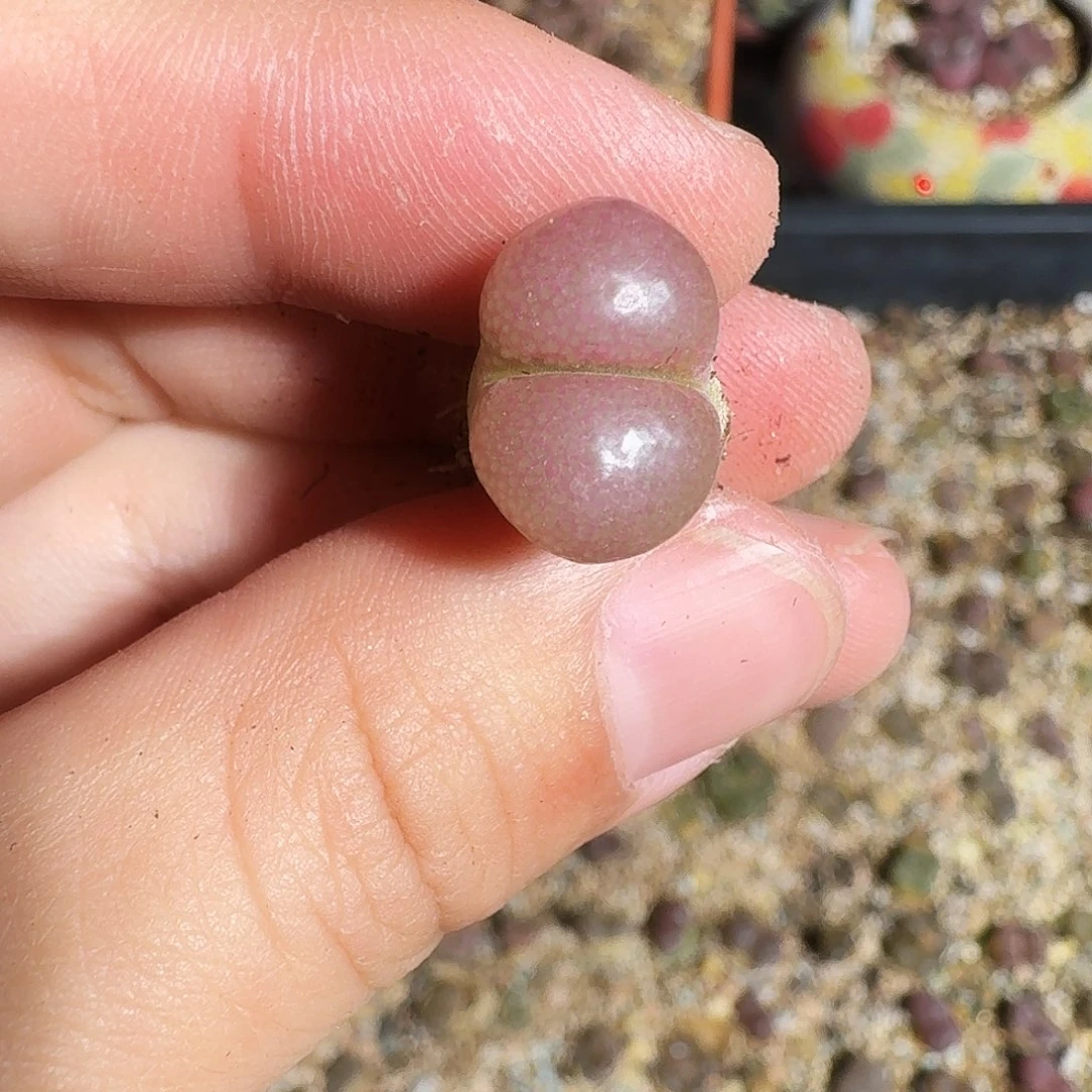 无花朵爱***猫多肉植物268