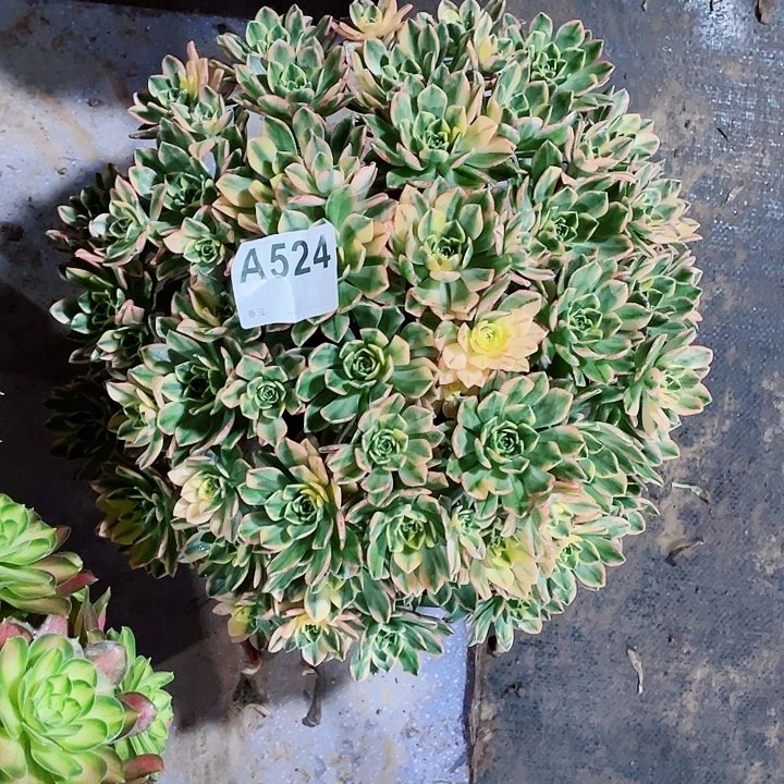 多肉甜茶法师锦福利款524