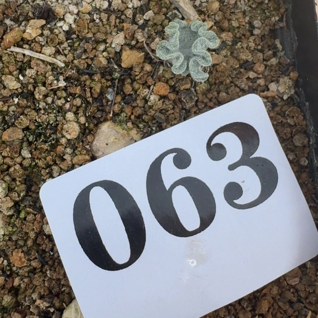 雾冰玉冰晶海带雾冰玉一物一拍