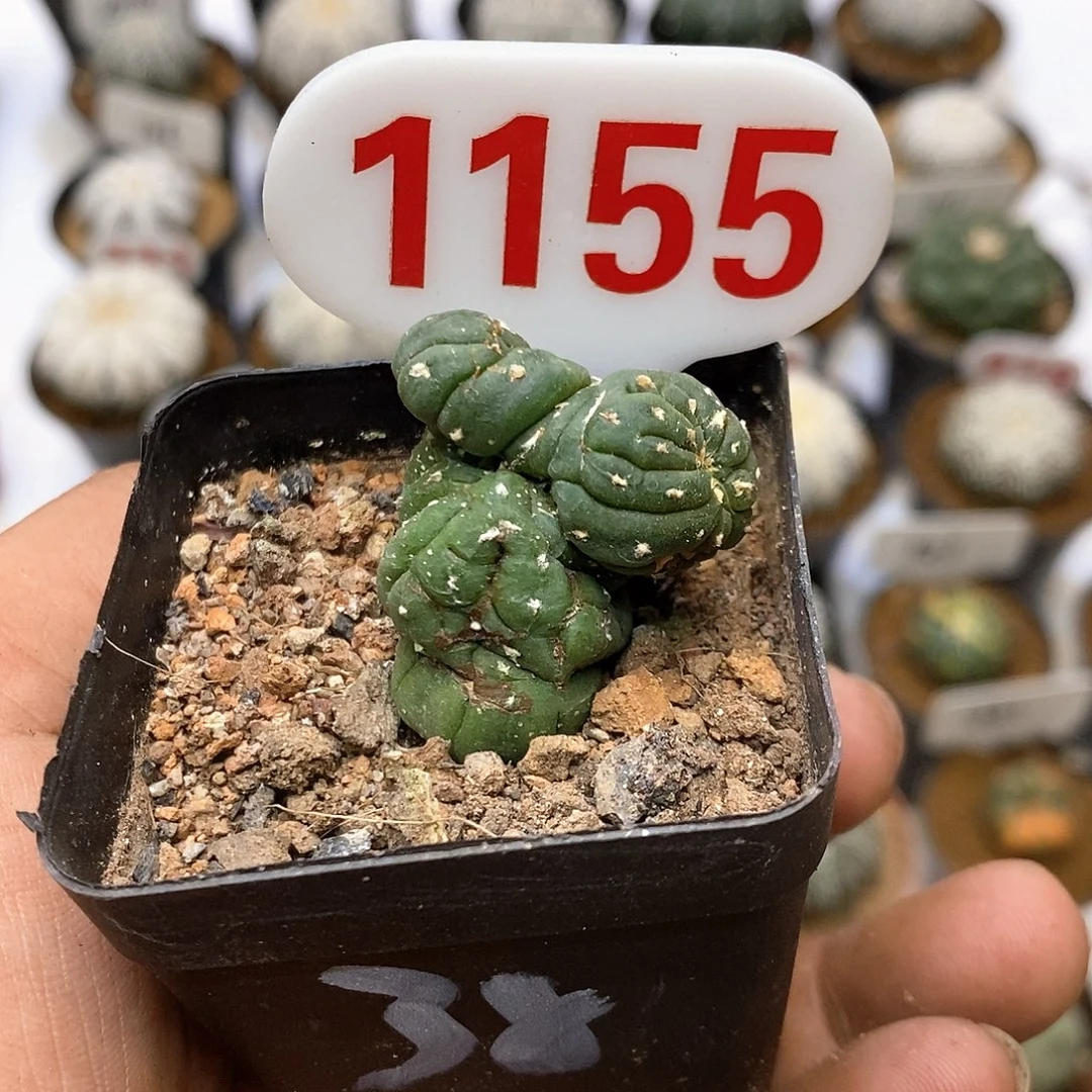 狂***牛1155福利连跪啦大家一起