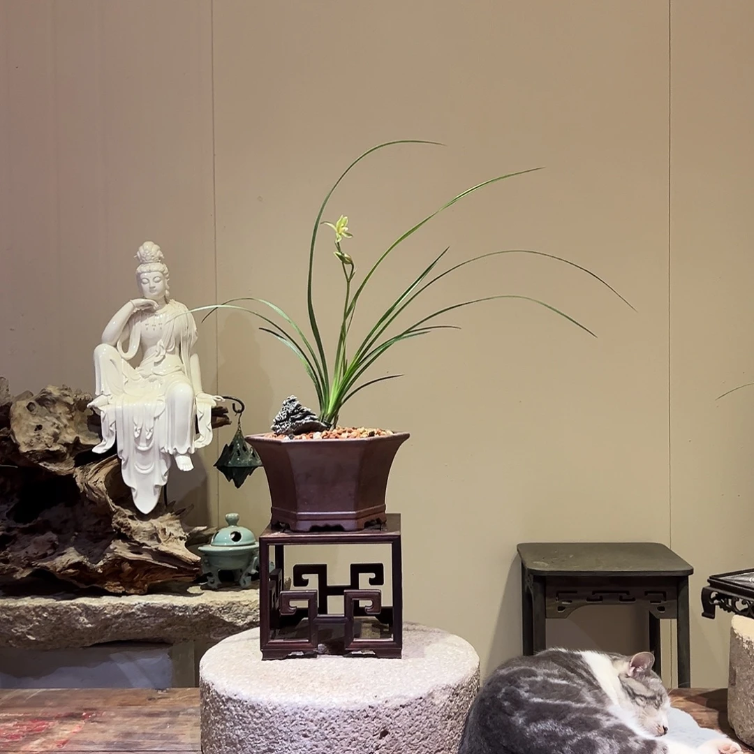 大部分花苞少量开放彩虹素