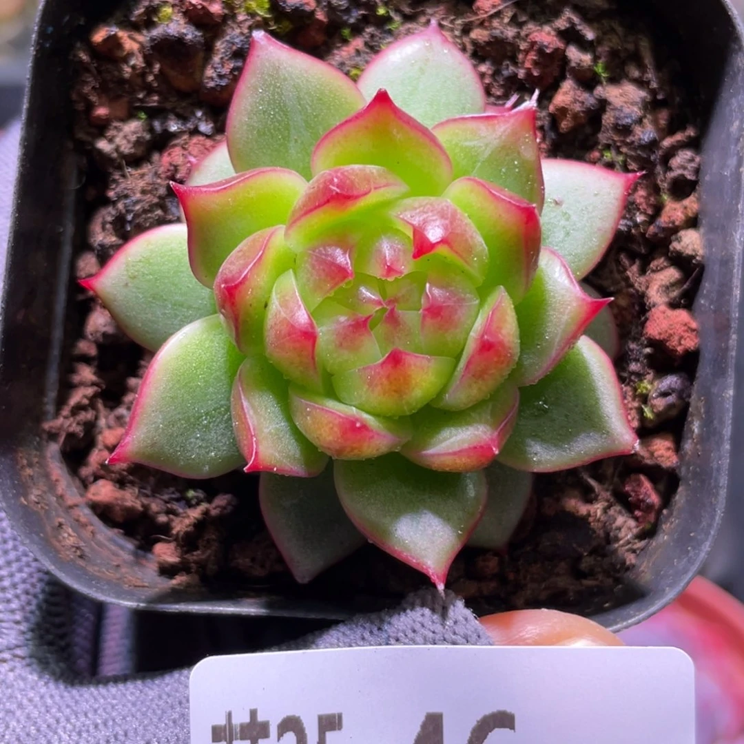花利美25-46海王