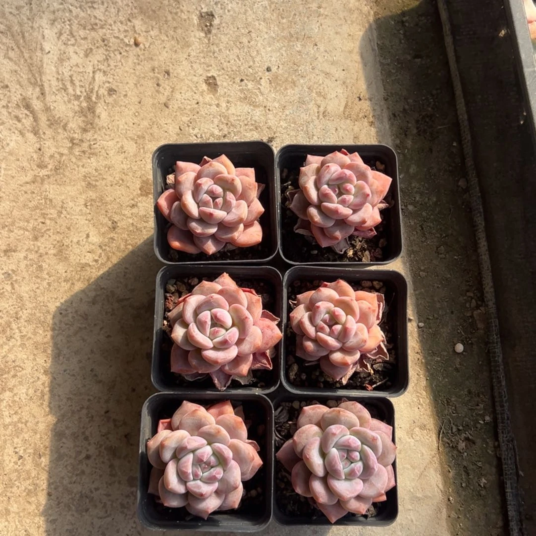 6个短肥圆紫梦露0000000000