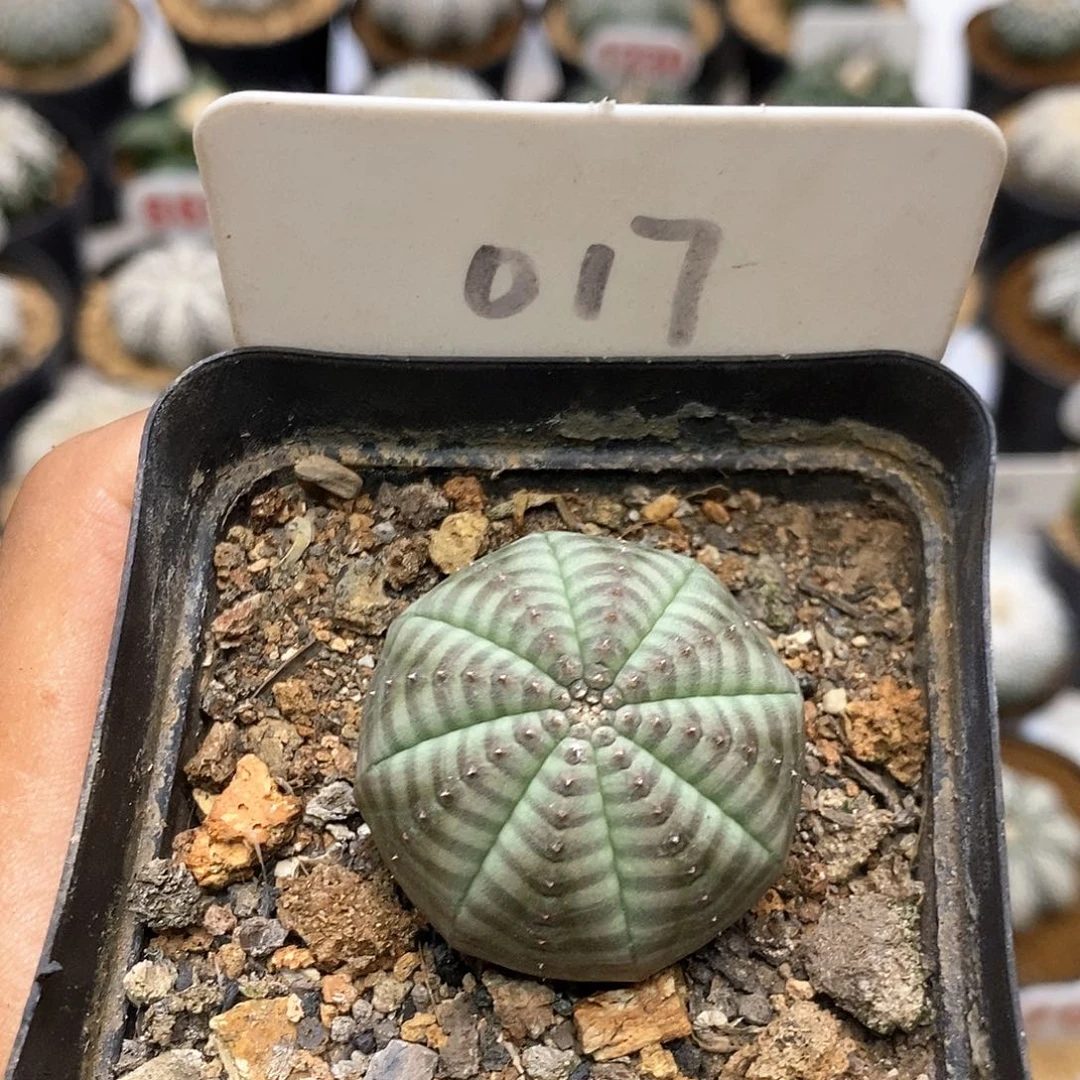 017布纹球福利特价咯