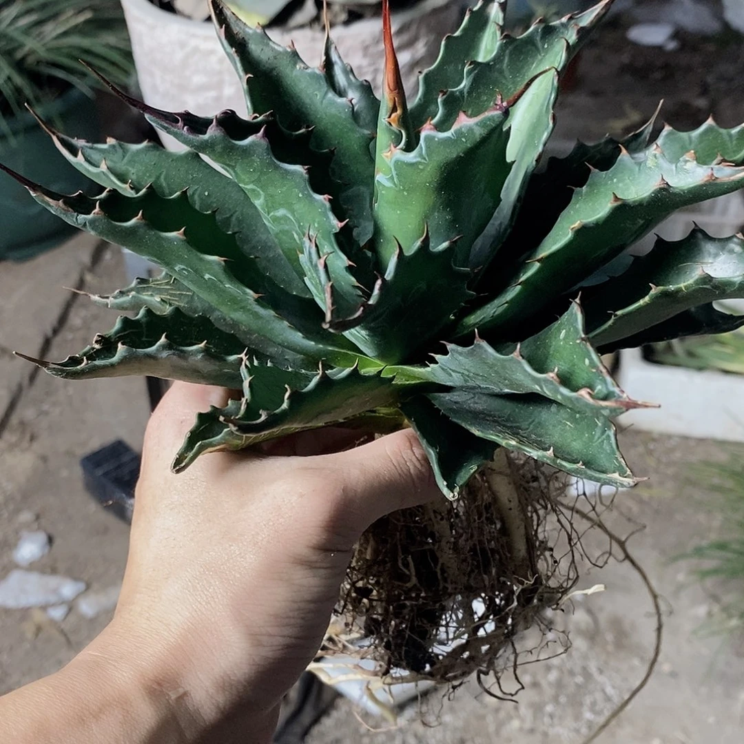 N***u5570蒙塔娜一颗11111