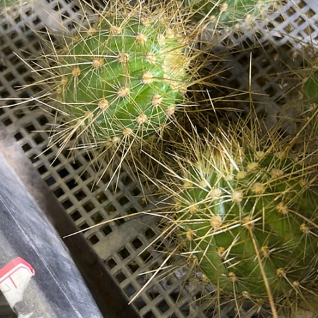 【闪购商品】清清3-60
