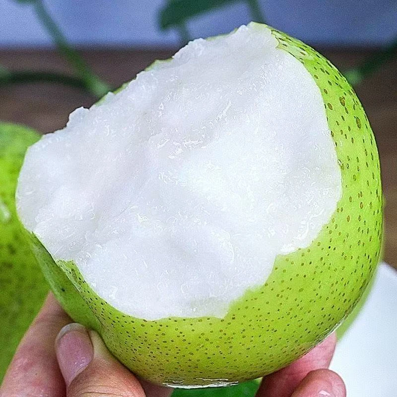新鲜现摘青皮梨蜜梨雪梨脆甜多汁皮薄肉厚无渣5斤梨子时令水果