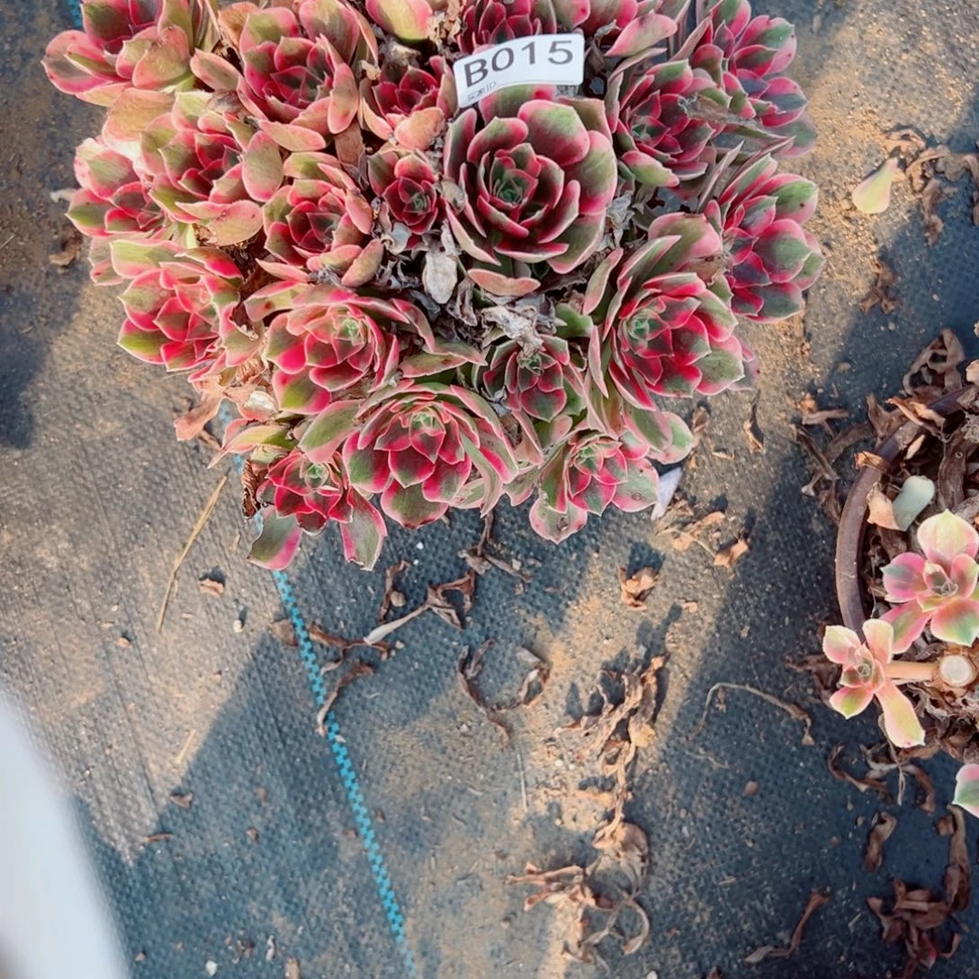 贞***上015粉女郎多肉植物