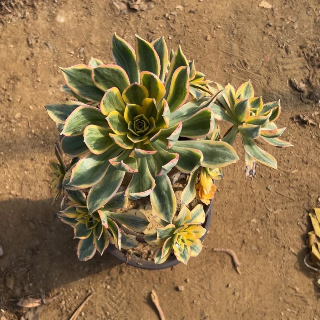 多肉植物灿烂老庄