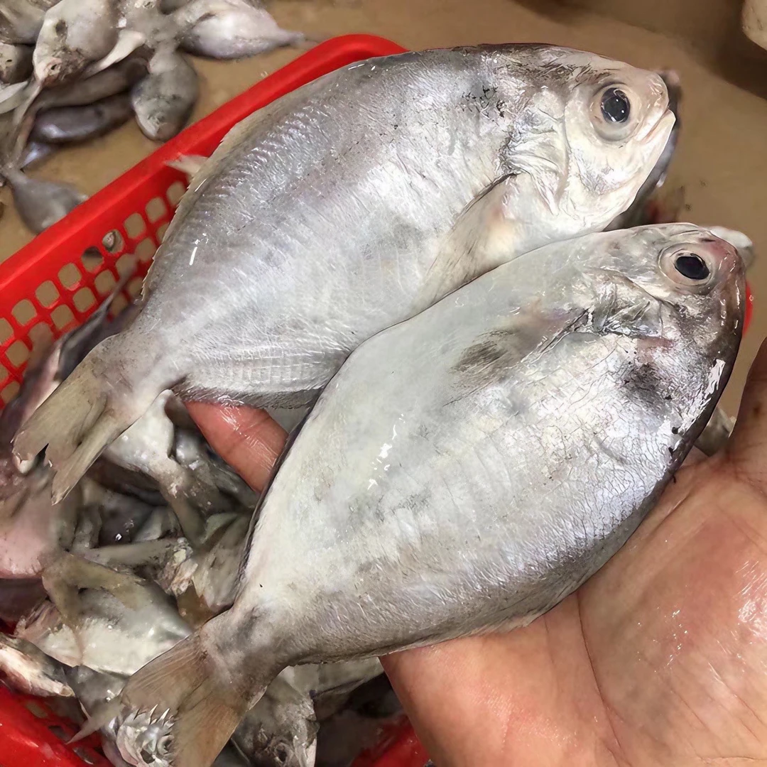 A（海边边海鲜鲜）广东汕尾正宗小眼野生南鲳鱼
