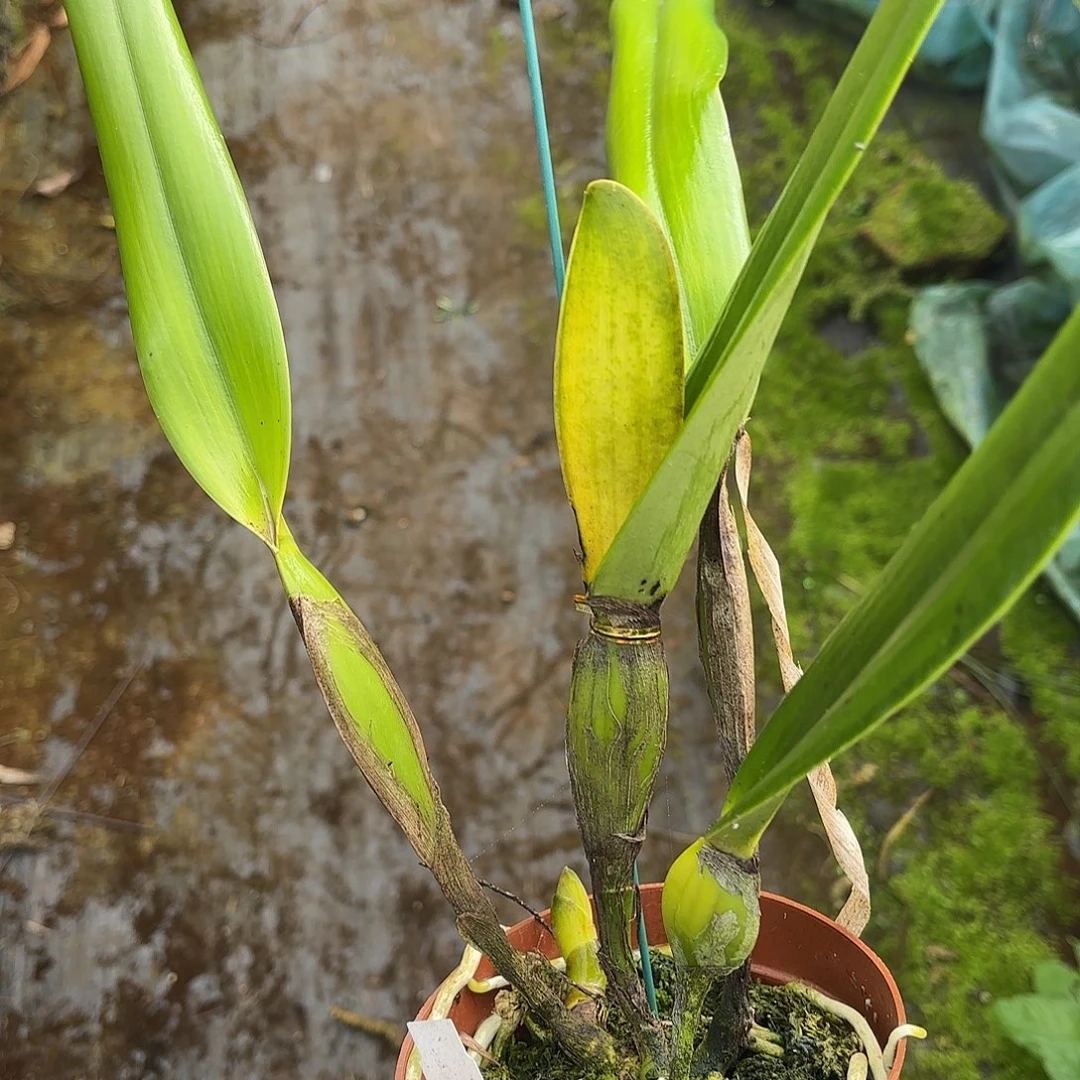 完全开放半白婆婆