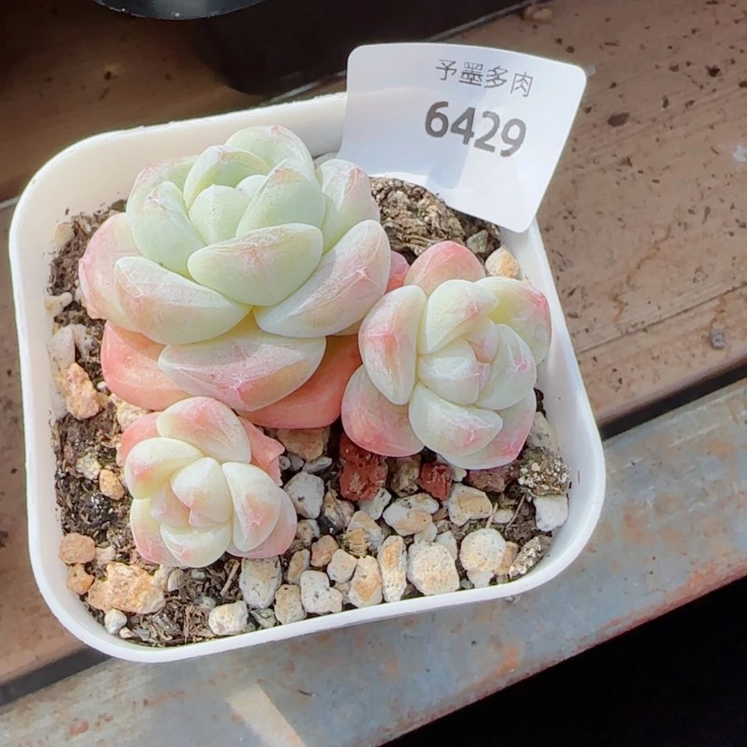 冰玉无砍，6429多肉植物