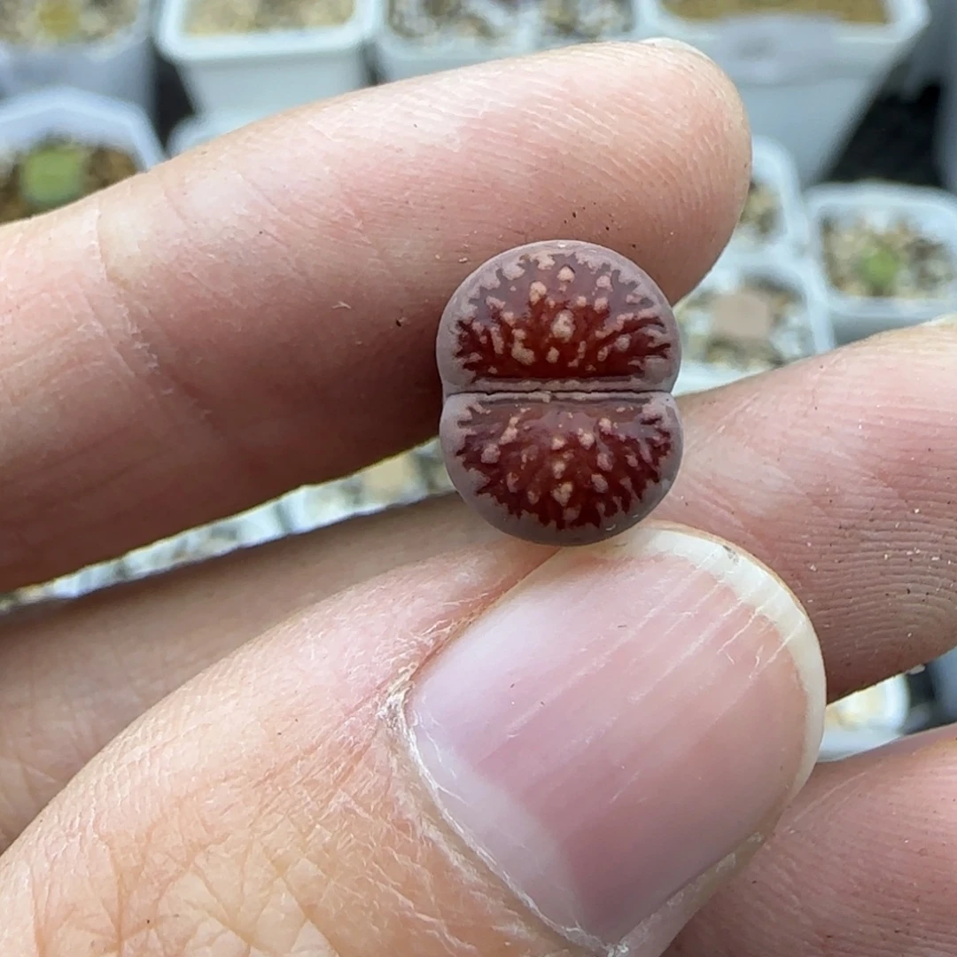 600紫菊清框福利30包邮