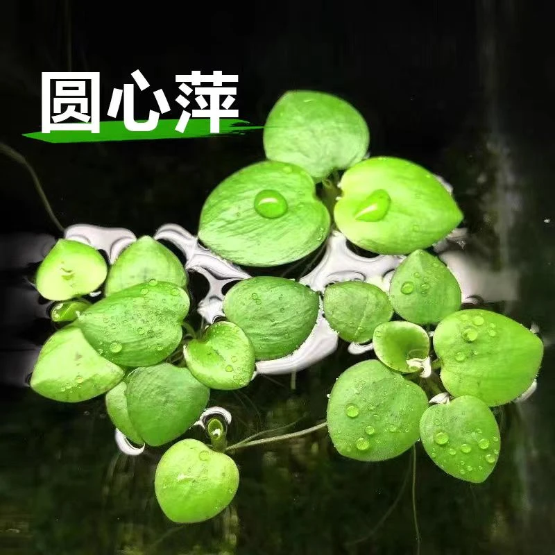 圆心苹果形圆心萍水草水草鱼缸专用水草鱼缸水草植物鱼缸植物浮萍