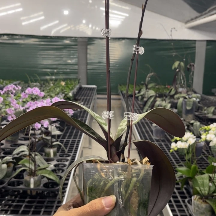 当前无花栽培后可以开花