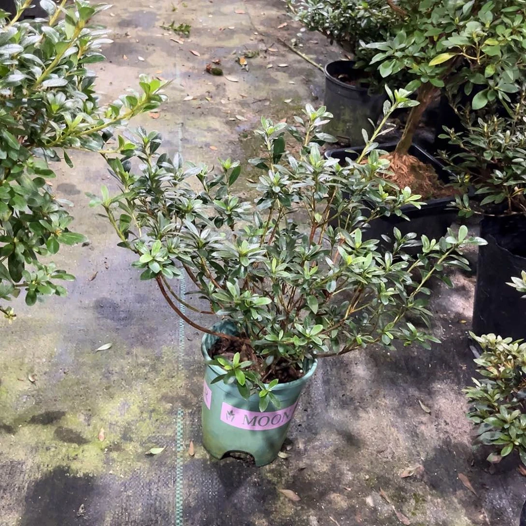 皋月杜鹃花重瓣彩町