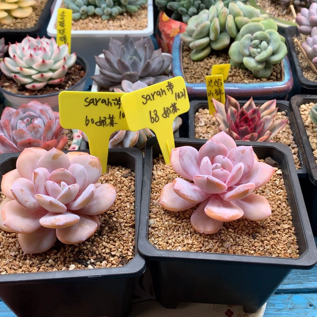 S***苧我们家的小仙女们