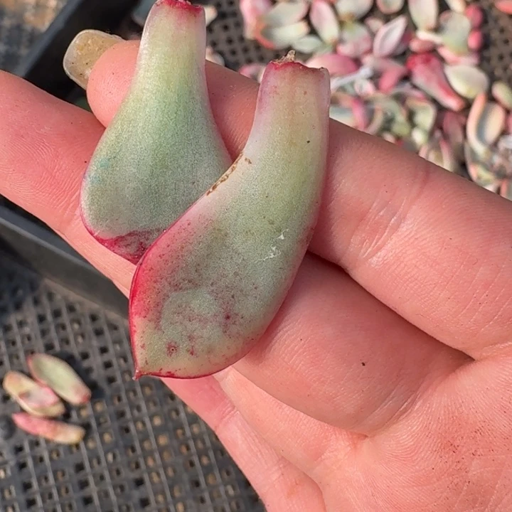 斗牛士叶片一物一拍