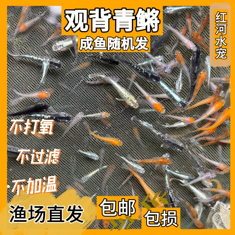 观背青鳉冷水混搭观赏鱼小型鱼耐活不打氧适合新手古法养殖