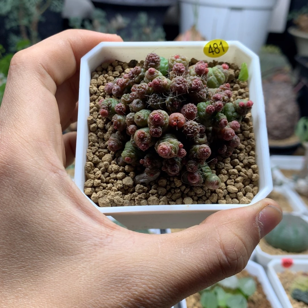 高沙石花多肉脱土481