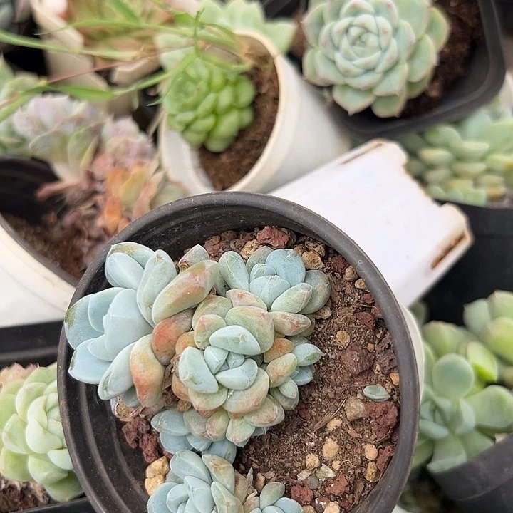 10盆小精品。